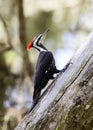 Pileated Woodpecker climbing a tree